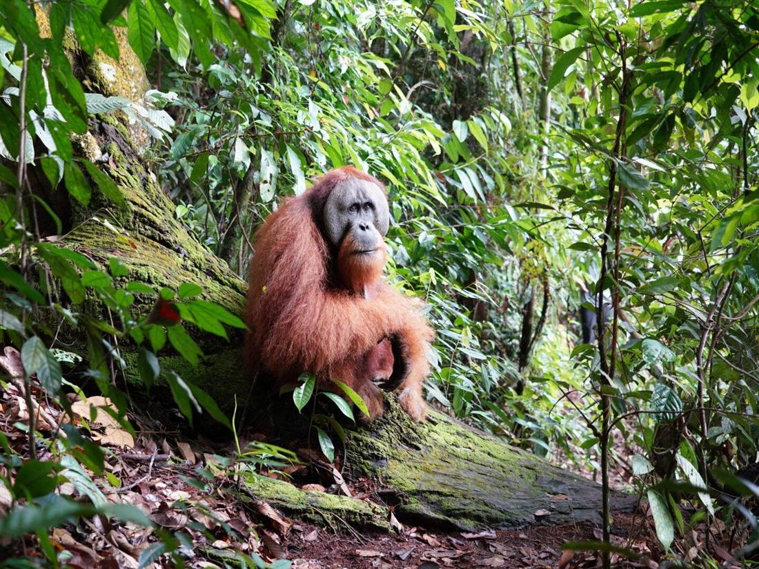 Orangutan Sumatra di habitat aslinya