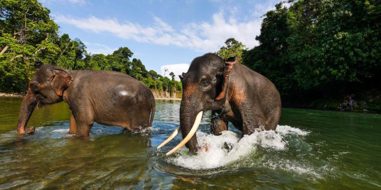 Gajah Sumatra di sungai Tangkahan